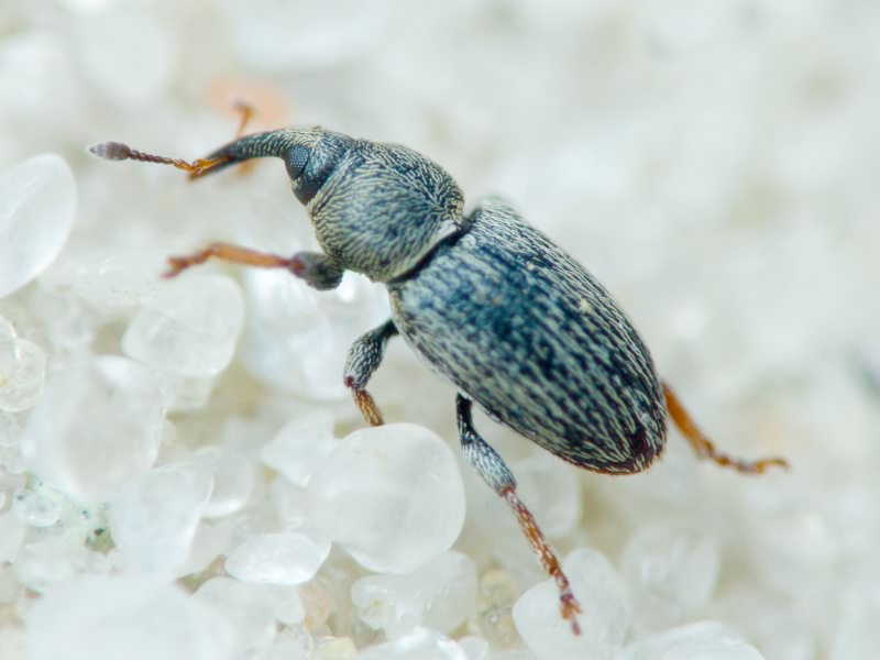 Tychius picirostris (Fabricius, 1787)